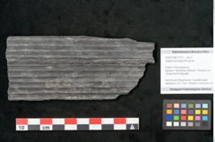 Foto (Objekt + Etikett) von Sigillaria elongata Brongniart (NHMW-GEO-2024-0188-11070)